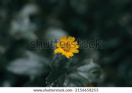 Similar – Image, Stock Photo a yellow and small flower isolated in the field