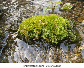Sphagnum growing in a clear stream