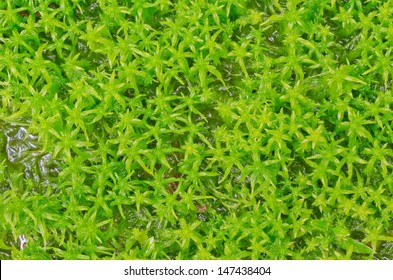 download free sphagnum moss