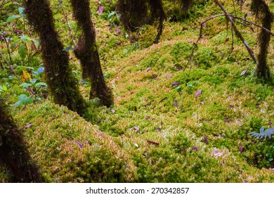 Sphagnum Moss