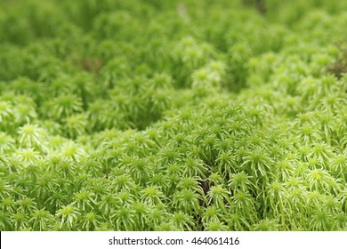 Sphagnum Moss 