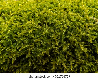 Sphagnum Moss In Autumn