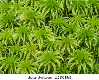 Sphagnum Moss Green