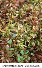 Sphagnum Moss In Peat Bog 