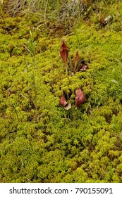 Sphagnum Moss, Pitcher Plant, Pine Barrens Bog, NJ