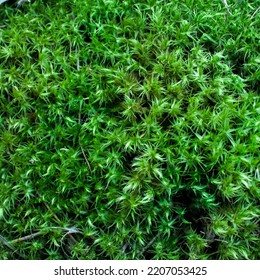 Sphagnum Moss . Top View 