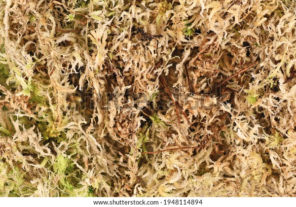 Sphagnum moss used for plant propagation, orchid flower\
soil or terrariums 