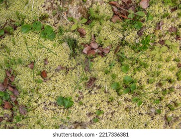 Sphagnum Or Peat Moss, Also Bog Moss And Quacker Moss In The Forest.