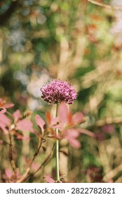 Sphere of Light. Purple Focus. Delicate Geometry