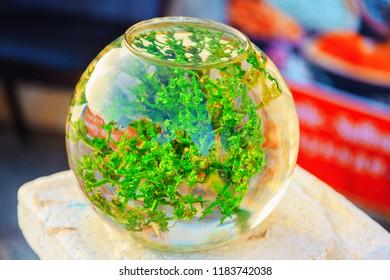 Spherical Aquarium With Green Algae, Fish House