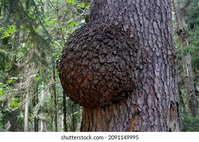 Spherical burl on a tree caused by parasitic microorganisms