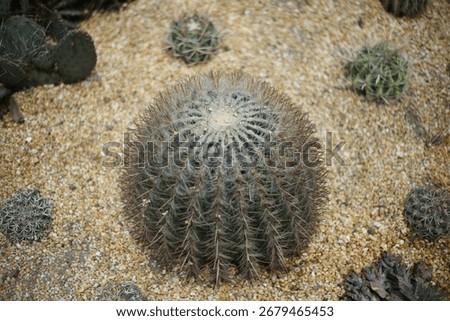 A spherical cactus with sharp spines growing on sandy soil in a desert garden landscape.