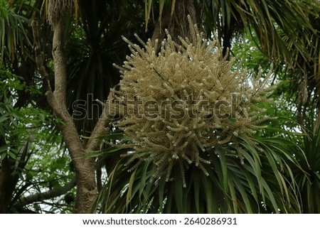 Spherical cluster of tiny, light flowers blooming on a plant with long, green, sword-shaped leaves, blooms of a Cordyline Australis, commonly known as the Cabbage Tree or Cabbage Palm.