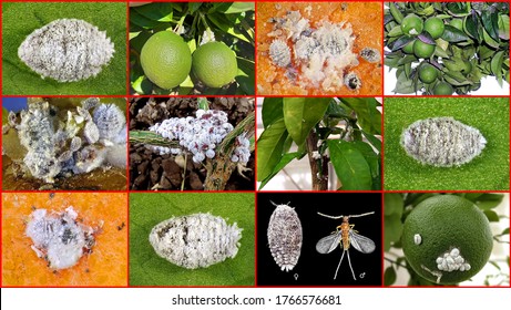 Spherical Mealybug, Nipaecoccus Viridis (Homoptera: Pseudococcidae) Is A Dangerous Pest Of Citrus Trees In The Mediterranean Basin 