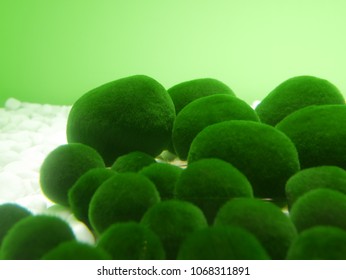 Spherical Moss Ball.