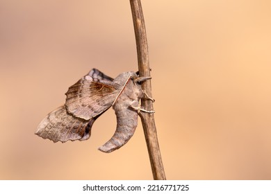 The Sphingidae Are A Family Of Moths (Lepidoptera) Called Sphinx Moths, Also Colloquially Known As Hawk Moths. Weird Looking Insect, Sitting On A Dry Stick, Sunlit Light Brown Background.