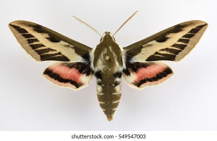 Sphingidae Moth - Hyles Costata