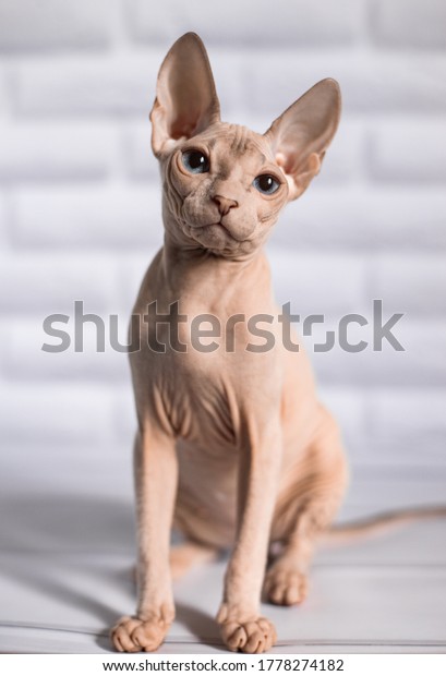 Chat Phinx Chauve Souris Aux Yeux Bleus Photo De Stock Modifiable