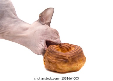 Sphinx Cat Eating Cake On White Background