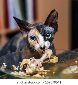 Sphinx Cat Eating Chicken From Human Plate