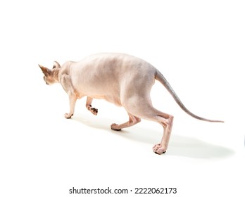 Sphinx Cat Hunting Pose Portrait From Back On White Background