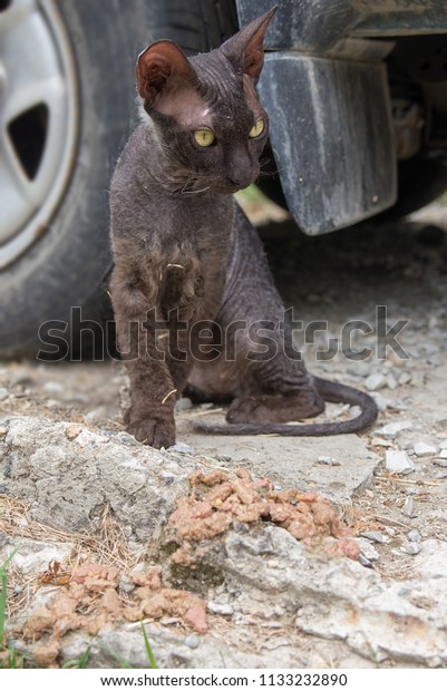 Sphinx cat inside a car looking at camera, lonely cat\
is waiting alone for master with great patience. bald cat sits\
under the car