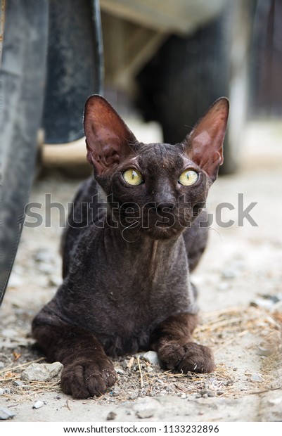 Sphinx cat inside a car looking at camera, lonely cat\
is waiting alone for master with great patience. bald cat sits\
under the car