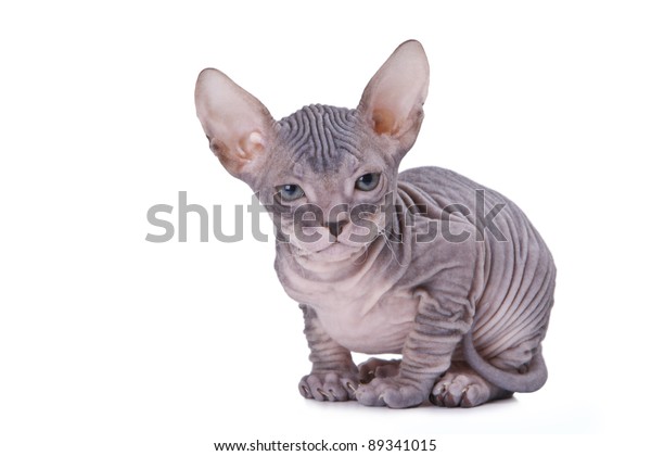 Sphinx Cat Isolated On White Background 스톡 사진(지금 편집) 89341015