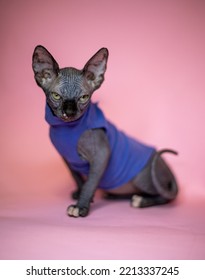 Sphinx Cat Posing, Studio Shooting, Violetta