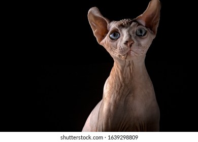 Sphinx cat in profile on a black background - Shutterstock ID 1639298809