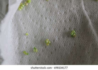 sphinx ligustri