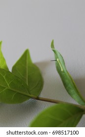 sphinx ligustri