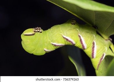 676 Butterfly sphinx caterpillar Images, Stock Photos & Vectors ...