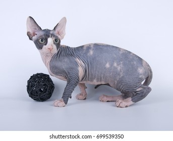 Sphynx Bald Cat On White Background