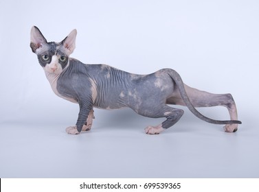 Sphynx Bald Cat On White Background