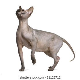 Cat With No Hair Images Stock Photos Vectors Shutterstock