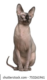 Chat Sphynx Photos Et Images De Stock Shutterstock