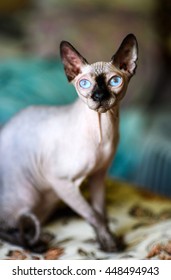 sphynx cat