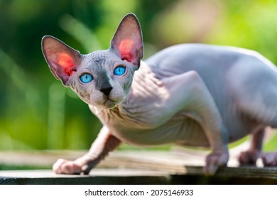 Sphynx Cat of blue mink and white color walking on outdoors playground of boarding kennel. Male kitty of 4 months old with blue eyes, translucent ears in sun looking at camera. Selective focus.