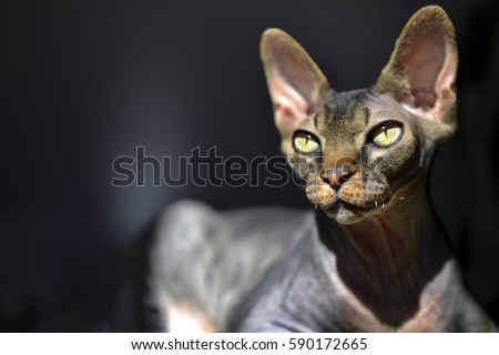 Sphynx cat, Brown mackerel tabby 