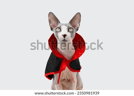 Sphynx cat celebrating halloween, carnival or new year dressed as a vampire. Isolated on white background