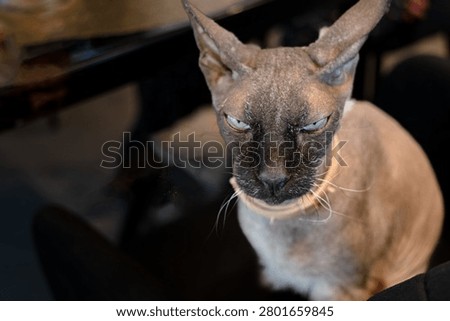 Sphynx cat. close up portrait of a cat