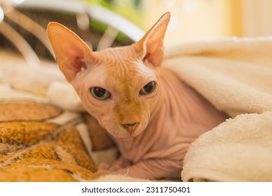 Sphynx cat close-up under the bedspread on the bed, stuck out his muzzle and looks - Shutterstock ID 2311750401