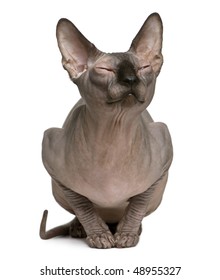 Sphynx Cat With Eyes Closed, 1 Year Old, Sitting In Front Of White Background