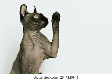 Sphynx Cat, Hairless Cat Studio Photoshoot - Powered by Shutterstock