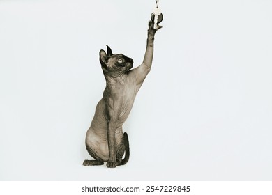 Sphynx Cat, Hairless Cat Studio Photoshoot - Powered by Shutterstock