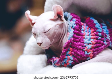 The Sphynx cat also known as the Canadian Sphynx, is a breed of cat known for its lack of fur.