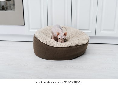 Sphynx Cat Looking Away On Ottoman In Kitchen