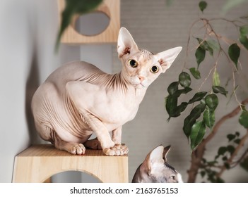 Sphynx cat looking at camera while sitting on floating wall shelf. Solid red male cat with big yellow eyes crouching on top of a modern cat climbing system. Also known as naked cat. Selective focus. 