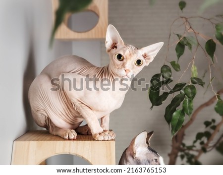 Sphynx cat looking at camera while sitting on floating wall shelf. Solid red male cat with big yellow eyes crouching on top of a modern cat climbing system. Also known as naked cat. Selective focus. 